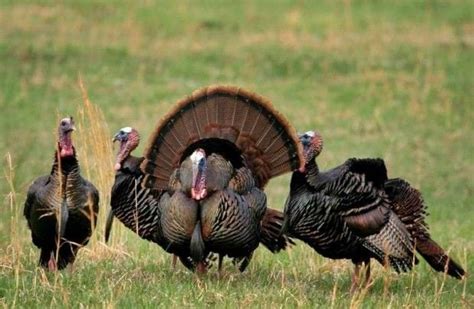 Nebraskas Wild Turkey Population Is Expanding Recreation
