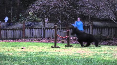 Tricks And Jumping With Muffin The Miniature Horse Youtube