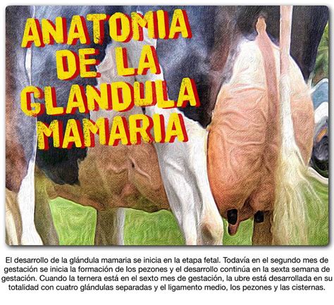 AnatomÍa De La GlÁndula Mamaria Ganaderia Sos Solución Integral Ganadera