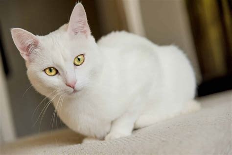 115 Best White Cat Names The Dog People By