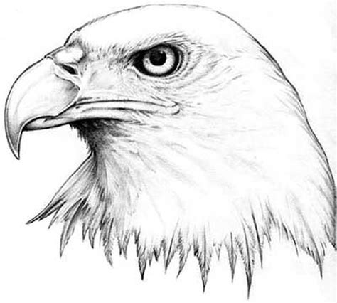Dibujos A Lapiz De Aguilas Eagle Eyes Arte De águila Animales