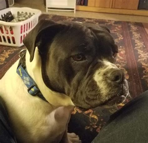 Here at eclipse kennel, we breed the rare alapaha blue blood bulldog. 406 Alapahas, Alapaha Blue Blood Bulldog Breeder in Hardin ...