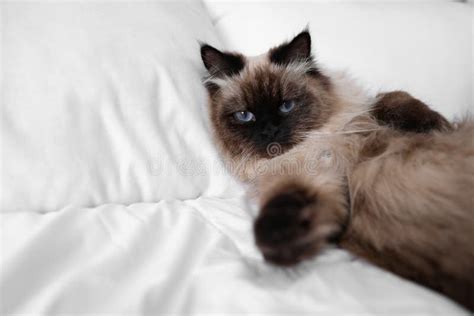 Cute Balinese Cat On Bed At Home Space For Text Stock Photo Image Of