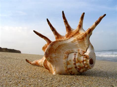 Shell On The Beach Shell On The Beach Karunakar Rayker Flickr