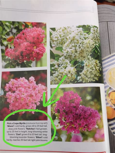 Maybe you would like to learn more about one of these? Pin on gardening