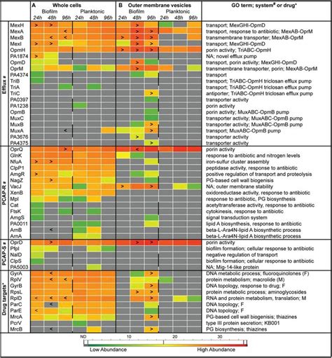 Classifications Of Antibiotics