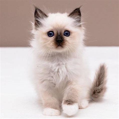 Birman Cute And Loving Birman Kittens For Sale Cats For Sale Price