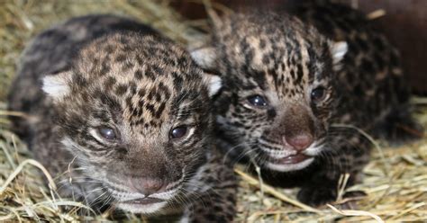 Two Newborn Jaguar Cubs Debut Inside Brevard Zoo Den