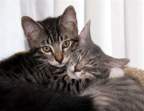 Kittens Hugging Flickr Photo Sharing