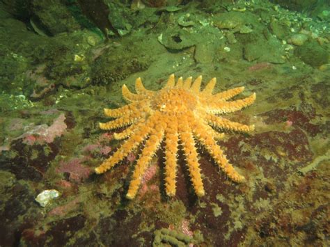 Update Sunflower Sea Star Critically Endangered Monterey Herald