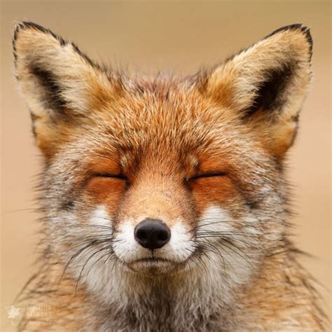 Portraits Of Foxes And Their Unique Personalities Explained