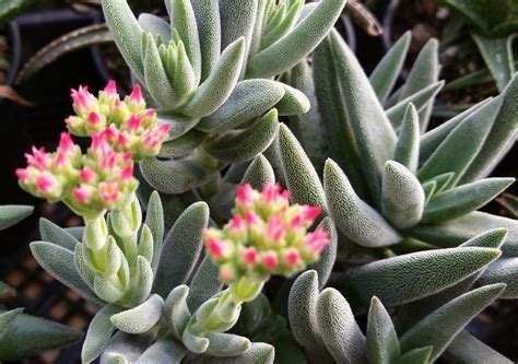 Crassula Mesembryanthemoides Unusual Plants Succulents Plants