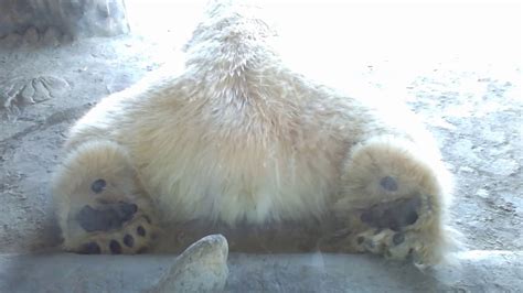 Polar Bear Feet Huge Feet Youtube