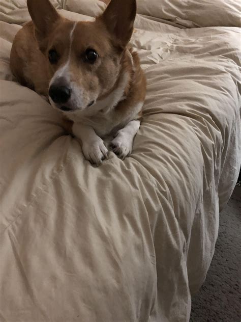Wonderland cardigan welsh corgis is located in the blue ridge mountains of north carolina. Excuse me I believe you have my staplerhttps://i.redd.it ...