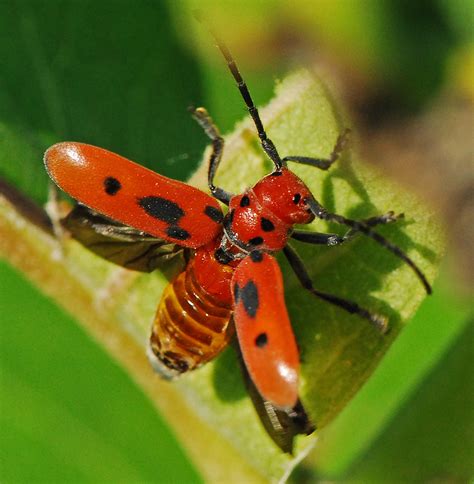 Dsc6378a Red Milkweed Beetle At Marion Wildlife Area Ks Flickr