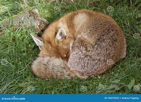 Red Fox Curled Up Stock Photo Image Of Nature Closeup 164373522