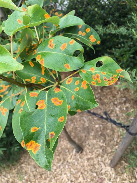 Orangeyellow Spots On Tree Leaves Western Wa Plantclinic