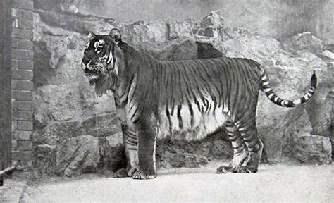 10 Extinct Animals That Are Lost To Humanity But Are Preserved In