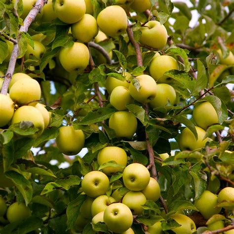 Dwarf Golden Delicious Apple Trees For Sale