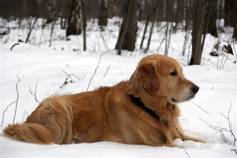 Red Haired Dog Breeds Golden Retriever Lies In Winter In The Snow And