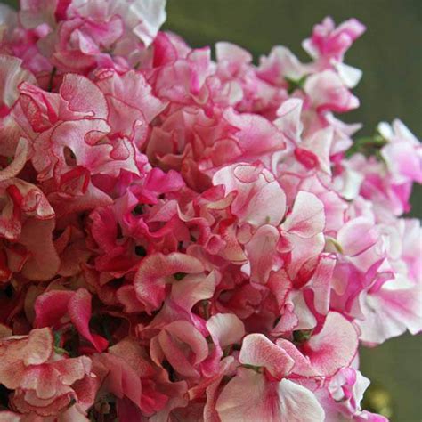 We are not accountable, directly or indirectly, for any damage or loss incurred, alleged or otherwise, in connection to the use or reliance of any content you read on the site. SWEET PEA Ripple Mix - Sweet Pea - Australian Seed