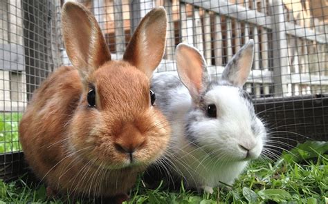 Small Pets 101 Raising Rabbits Rabbit Animals