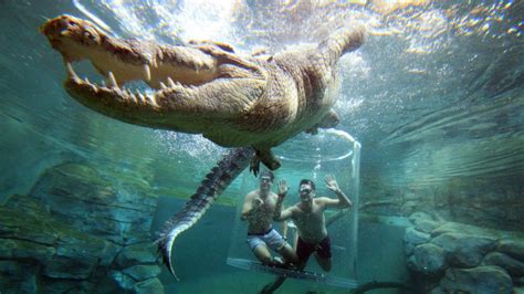 Swim With Crocodiles In The Cage Of Death And Cove Entry Darwin For 2