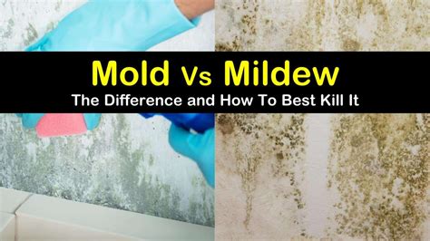 How To Identify Black Mold Vs Mildew Guayoyitoexpress