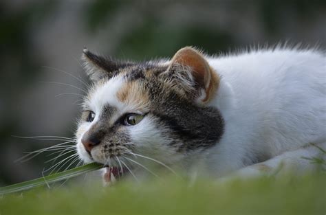 Today, of course, it's completely unnecessary, which may just add to the irritation cat owners feel when finding yet another little pile of sick inside their house. Types of Cat Grass You Can Grow