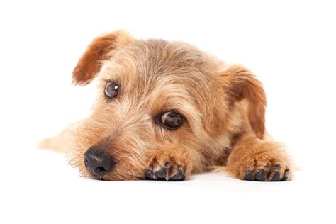 norfolk terrier dogs breed information omlet