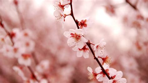 Pink Cherry Blossom Beauty Spring Desktop Wallpaper 1920x1080 Download