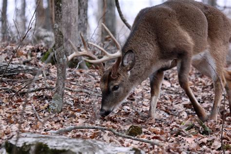 Whitetail Deer Behavior In Southern Weather Great Days Outdoors