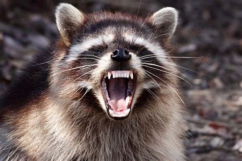 They eat many fruits, vegetables, bugs, little rodents, reptiles, amphibians, eggs, birds if they can catch them, carrion, human food in the garbage, and cat food and dog food that is serv. Do Raccoons Eat Cats And How Can I Protect My Cat ...