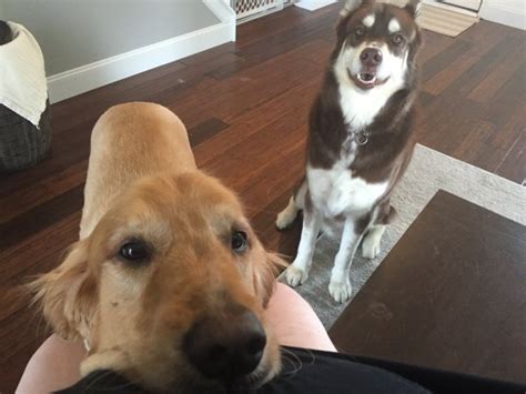Some dogs eat less during the first couple of weeks of gestation, an act they will usually make up for later in the pregnancy. Do your dogs know you're pregnant? - BabyCenter