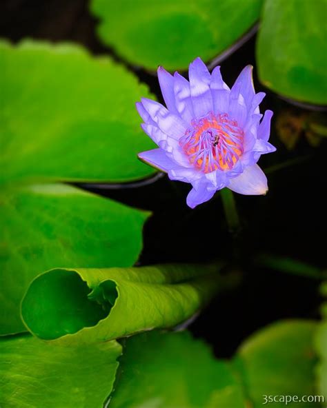 Lotus Flower And Lily Pad Photograph By Adam Romanowicz