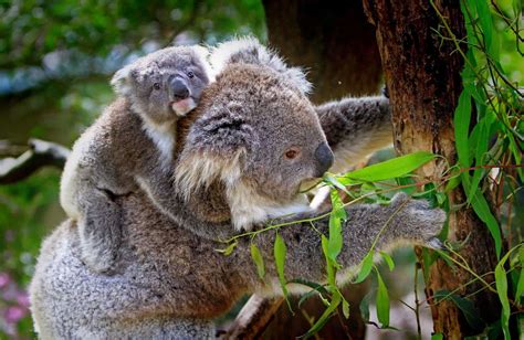Wo Du Koalas Sehen Kannst Animals Around The Globe