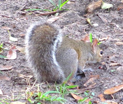 Cannundrums Eastern Gray Squirrel