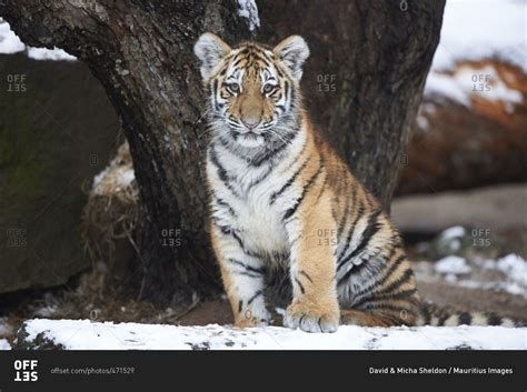 Young Siberian Tiger Panthera Tigris Altaica Sitting In Snow Stock
