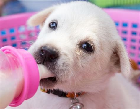 I mangimi pronti comprendono tutti i mangimi per cani trattati. Alimentazione cucciolo cane di un mese: veterinario spiega ...
