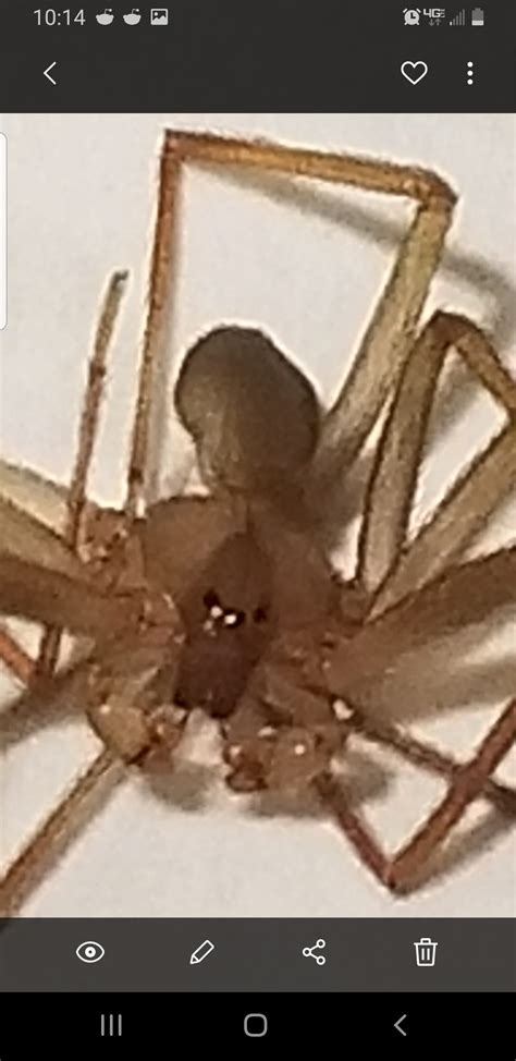 Unidentified Spider In Honolulu Hawaii United States