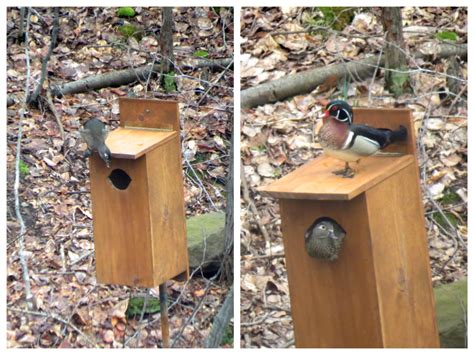 Wood Duck Nesting Box Brings A Variety Of Avian Visitors Wildlife