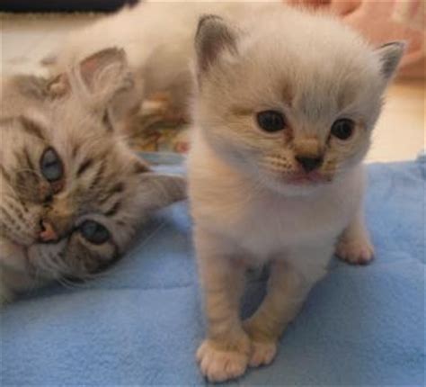 A lynx ragdoll is characterized by having tabby style pencil lines in its face. CatCrazy Megailee Ragdolls: Lynx Ragdoll Kittens