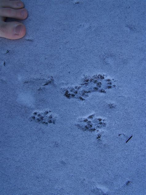 The Natural World More Squirrel Prints Plus Some Bird Ones Too