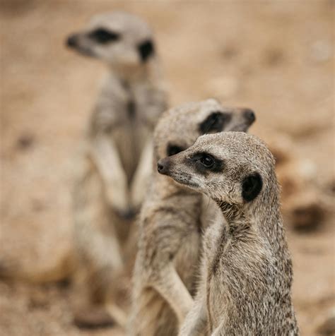 Funny Meerkats In Dry Ground In Zoo · Free Stock Photo
