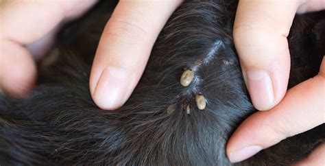 Can A Tick Burrow Under The Skin Of A Dog