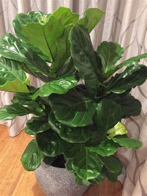 Process of planting new house tree. Help with fiddle leaf fig! Leaves are curling.