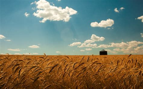 Summer Wheat Field Gold Spikes Sky Clouds Landscapes Grass Wallpaper