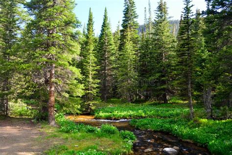 Mountain Stream Surrounded By Pine Trees In A Forest Stock Image