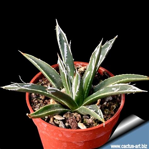 The plant is shipped in its pot to prevent any damage to the roots). Agave toumeyana var bella
