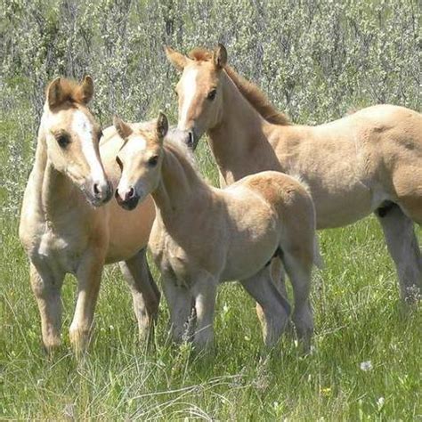 sudan quarter horses agricultural cooperative wynyard saskatchewan facebook